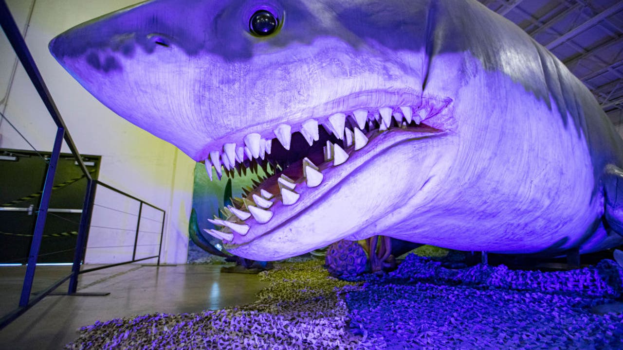 Meet Megalodon, the Fox camera that made a splash in this made-for