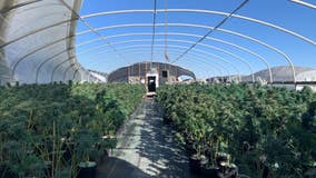 More than 400 illegal marijuana grow houses busted in San Bernardino County