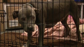 100,000 dogs and cats facing euthanasia as people return adopted pets to animal shelters