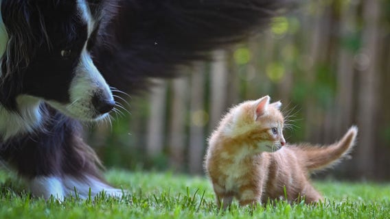 Owning a pet may help slow cognitive decline in older adults, study finds