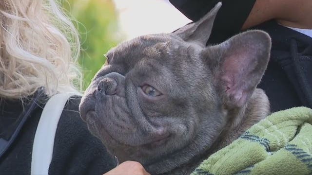 French bulldog reunited with couple after he was stolen at gunpoint