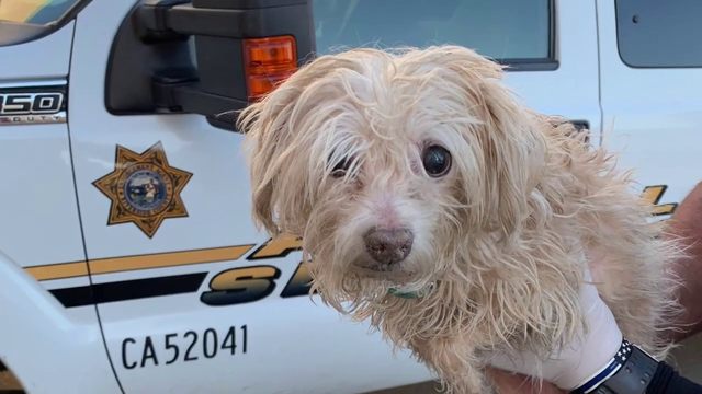 More than a dozen neglected animals recovered in Riverside County