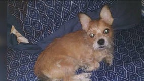 Dog lost during downtown LA hit-and-run returned to owner