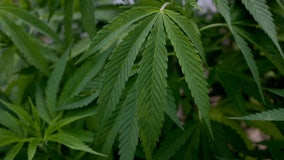 Senate unanimously passes marijuana research bill