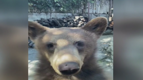 WATCH: Hungry bear cubs try to swipe man's sandwich in Sierra Madre