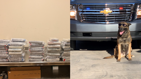 Police dog finds $10.5 million worth of cocaine in load of tomatoes