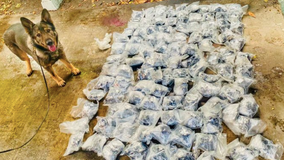 LAPD police dog sniffs out over 100 lbs. of meth, heroin