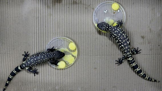 California man charged with smuggling 1,700 reptiles from Mexico, Hong Kong