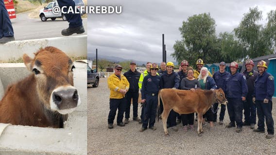 Firefighters rescue cow stuck in concrete box in Inland Empire