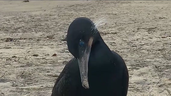 Dead birds washing up along the shores of Southern California