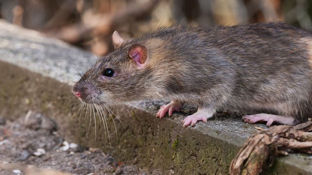 ‘Top 50 rattiest cities’: Two California cities make top 5