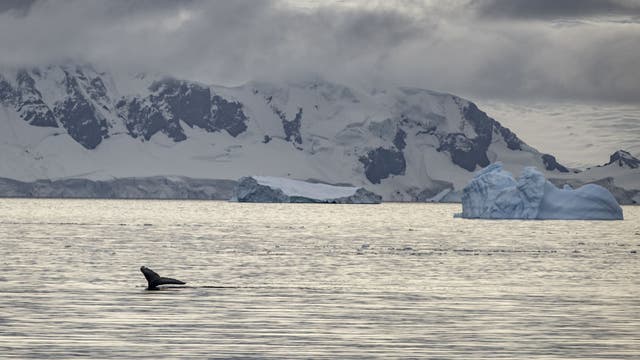 Temperatures in Antarctica reach 70 degrees warmer than normal