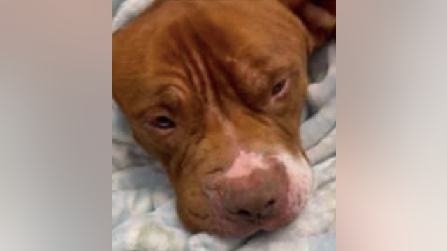 Dog abandoned near dumpster in Lancaster dies