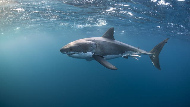 Great white shark killed California bodyboarder on Christmas