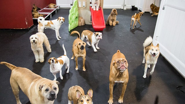 This is the top dog breed in Los Angeles