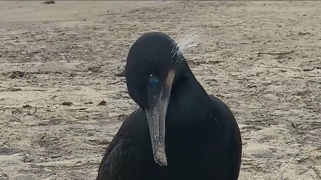 Dead birds washing up along the shores of Southern California