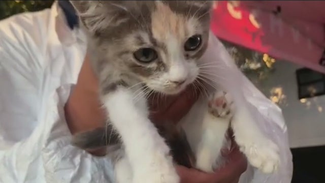 Hoarding horror: Dozens of neglected animals, dead cats, recovered from Diamond Bar home