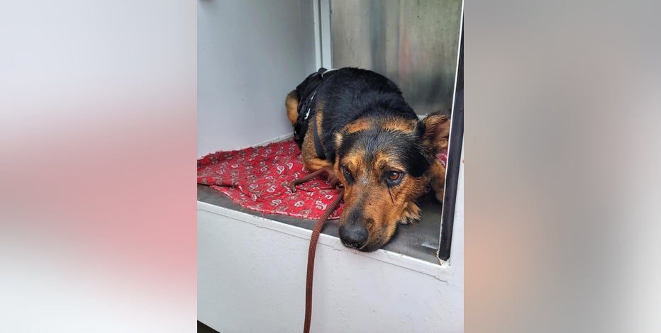 Dog Rescue: Crews pull canine out of LA River Dog Rescue: Crews pull canine out of LA River