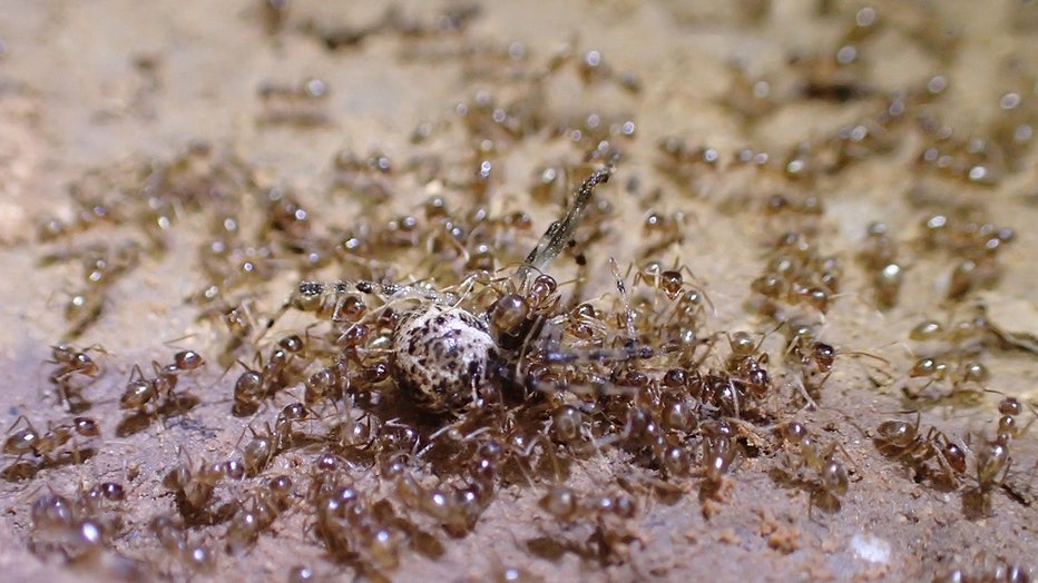 Crazy-ant-swarm.jpg