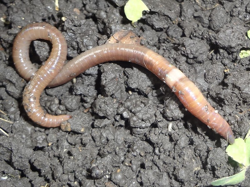 Invasive ‘jumping worms’ spreading across US
