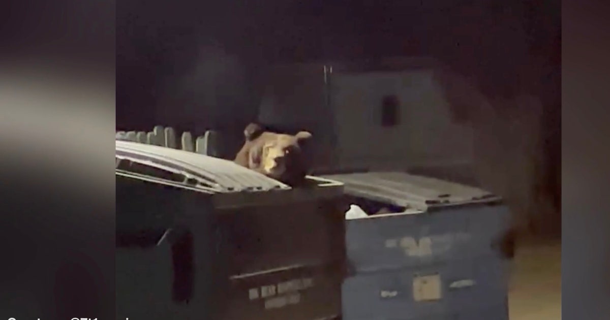 VIDEO: Resident encounters giant bear near Big Bear home | FOX 11