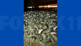 Grunion run ashore along Cabrillo Beach: What to know about the 2022 spawn season