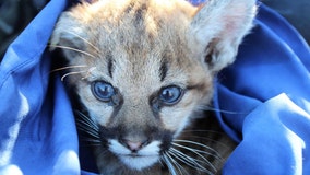 Mountain lion kittens that died in Thousand Oaks test positive for rat poison