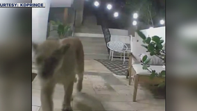 Mountain lion P-22 caught on camera outside Hollywood Hills home