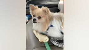 Dog missing from car stolen in East Hollywood