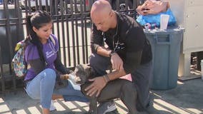 'Street Vet' helping pets living on the streets in LA