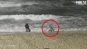 New video shows moment coyote attacks toddler on Huntington Beach
