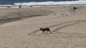 Huntington Beach community discusses coyote problem