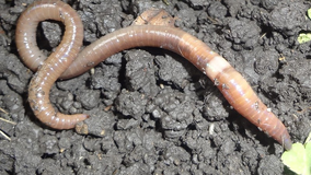 Invasive ‘jumping worms’ spreading across US