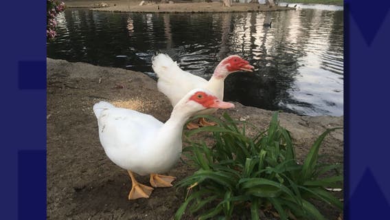 4 ducks shot and killed at Costa Mesa park