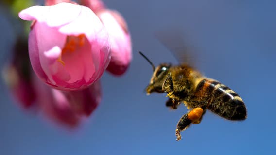 Millions of bees used in pollination die after airline mishap
