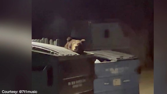 VIDEO: Resident encounters giant bear near Big Bear home