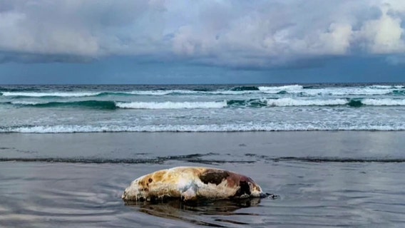 Mystery as dozens of dead sea lions wash up on the coast between Newport and Laguna Beach