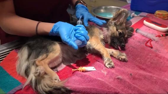 Two dogs seriously injured from embedded collars, Riverside Co. Animal Services says