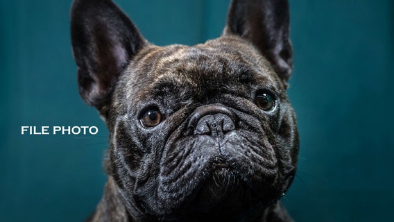 Armed robbers forced victims to disrobe, pistol-whipped them before stealing French bulldog