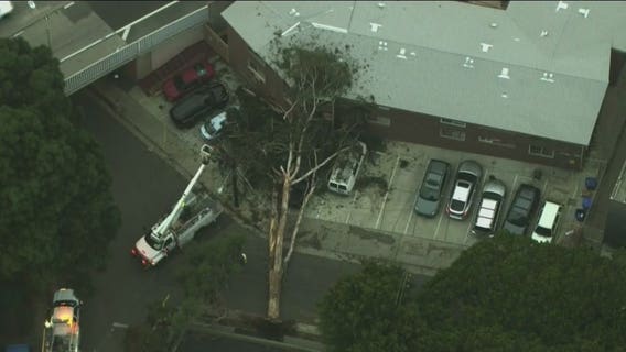 Massive tree crashes down on Hollywood apartment complex