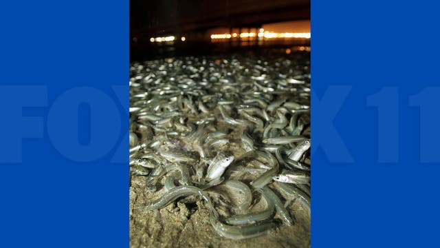 Grunion run ashore along Cabrillo Beach: What to know about the 2022 spawn season