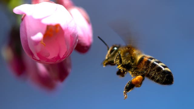 Millions of bees used in pollination die after airline mishap