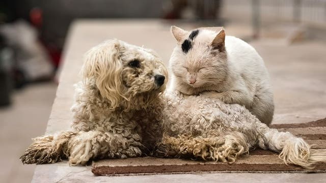 California's 'Dog and Cat Bill of Rights' one step closer to reality