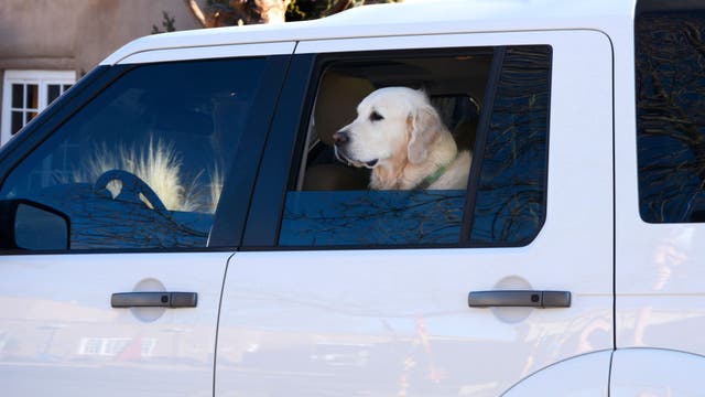 How to keep your kids and pets safe during a heatwave