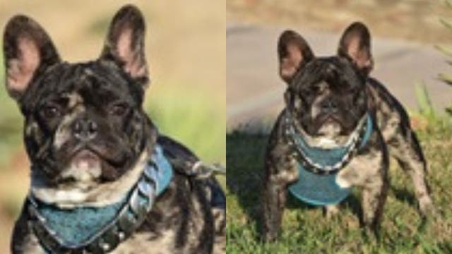 French bulldog stolen in Wilmington, sold for $20, reunited with owner