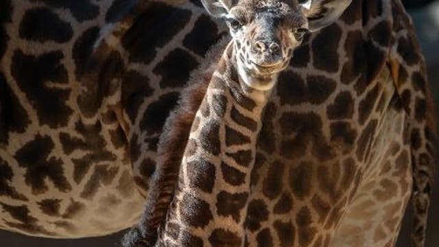 Meet the LA Zoo's newest and tallest giraffe calf