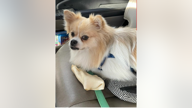 Dog missing from car stolen in East Hollywood