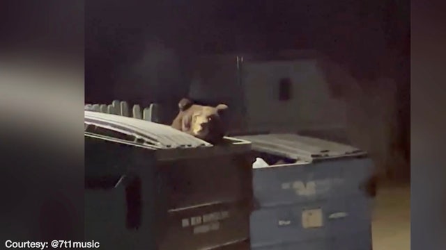 VIDEO: Resident encounters giant bear near Big Bear home