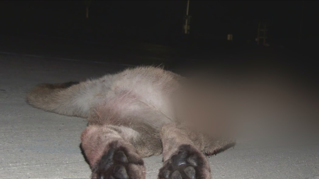 Mountain lion hit and killed on 405 Freeway a day before wildlife crossing groundbreaking