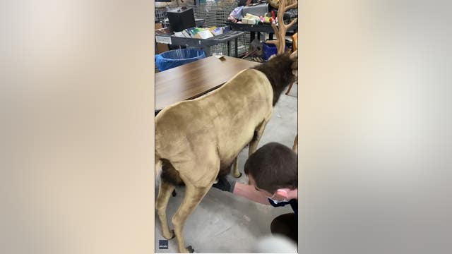 Charity worker finds suspicious bags inside donated stuffed reindeer